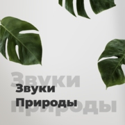 Звуки Природы – 101.ru